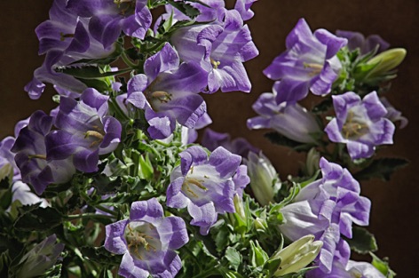 Campanule